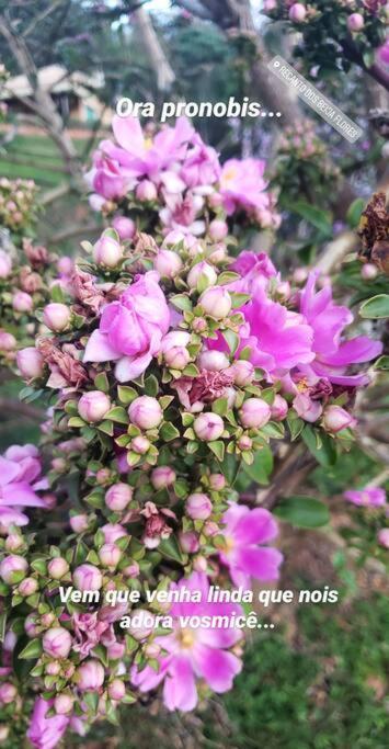 Recanto Dos Beija Flores, Chale Lantana C Монти-Алегри-ду-Сул Экстерьер фото